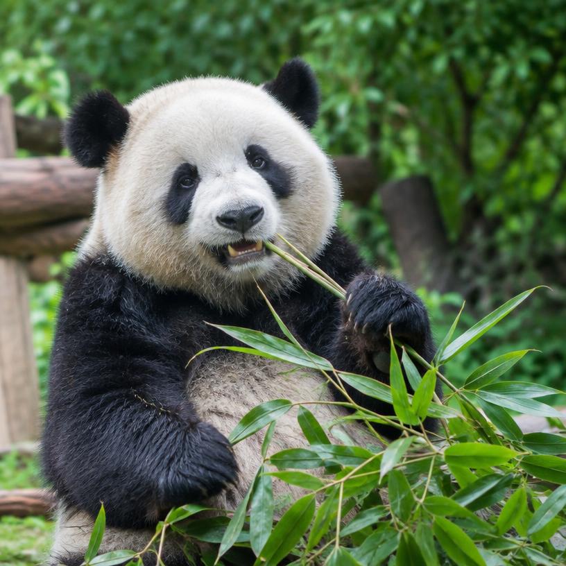 A giant panda eating bamboo in Chengdu